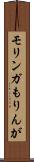 モリンガ Scroll
