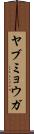 ヤブミョウガ Scroll