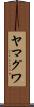 ヤマグワ Scroll