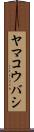 ヤマコウバシ Scroll