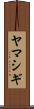 ヤマシギ Scroll