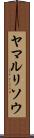 ヤマルリソウ Scroll
