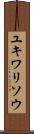 ユキワリソウ Scroll