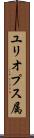 ユリオプス属 Scroll