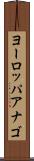 ヨーロッパアナゴ Scroll