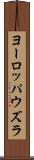 ヨーロッパウズラ Scroll