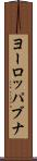 ヨーロッパブナ Scroll