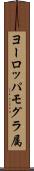ヨーロッパモグラ属 Scroll