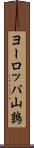 ヨーロッパ山鶉 Scroll