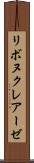 リボヌクレアーゼ Scroll