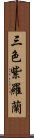 三色紫羅蘭 Scroll