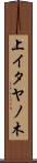 上イタヤノ木 Scroll