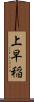 上早稲 Scroll