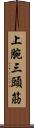 上腕三頭筋 Scroll