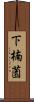 下楠薗 Scroll
