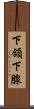 下頜下腺 Scroll