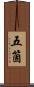 五箇 Scroll
