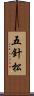 五針松 Scroll