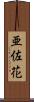 亜佐花 Scroll