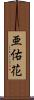 亜佑花 Scroll