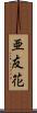 亜友花 Scroll
