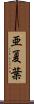 亜夏葉 Scroll