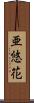 亜悠花 Scroll