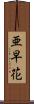 亜早花 Scroll