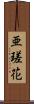 亜瑳花 Scroll