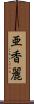 亜香麗 Scroll