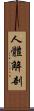 人體解剖 Scroll