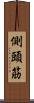 側頭筋 Scroll