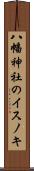 八幡神社のイスノキ Scroll