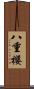 八重櫻 Scroll