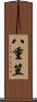 八重笠 Scroll
