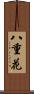 八重花 Scroll