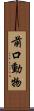 前口動物 Scroll