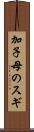 加子母のスギ Scroll