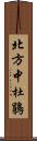 北方中杜鵑 Scroll