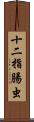 十二指腸虫 Scroll
