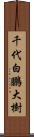 千代白鵬大樹 Scroll