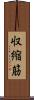 収縮筋 Scroll