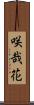咲哉花 Scroll