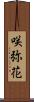 咲弥花 Scroll