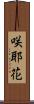 咲耶花 Scroll