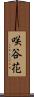 咲谷花 Scroll