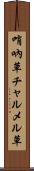 哨吶草 Scroll