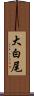 大白尾 Scroll