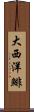大西洋鯡 Scroll