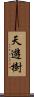 天遊樹 Scroll